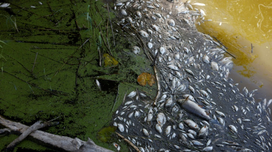 Sacan 100 toneladas de peces muertos en r&iacute;o entre Polonia y Alemania