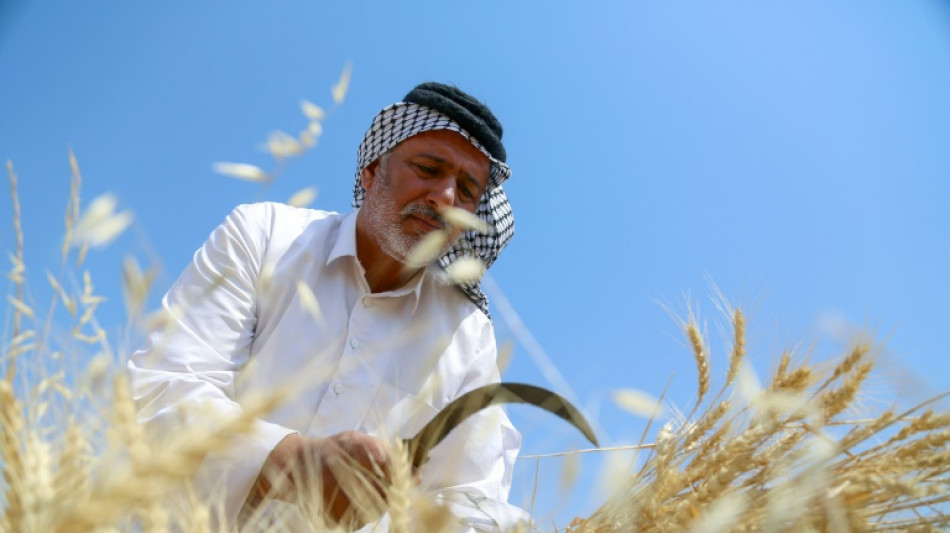 La sequ&iacute;a y la guerra de Ucrania amenazan el trigo en Irak 