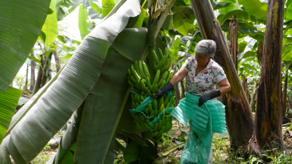 Fincas vac&iacute;as: guerra en Ucrania profundiza crisis del banano en Ecuador 