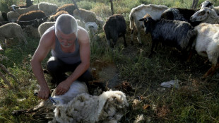 Albanie&nbsp;: la canicule pr&eacute;cipite la tonte des moutons et des brebis