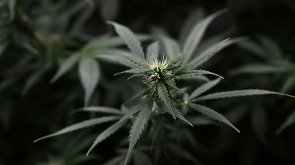 Ermittler entdecken nach Hausbrand in Nordrhein-Westfalen gro&szlig;e Marihuanaplantage