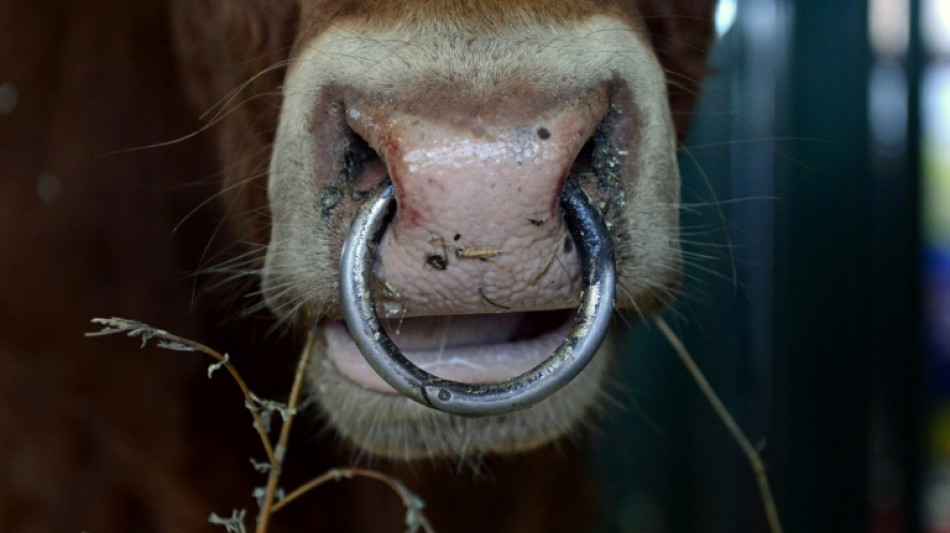 Angeblich gestohlenes Bullensperma: Entwarnung nach Pr&uuml;fung von Lagerbest&auml;nden