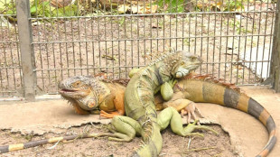 Tha&iuml;lande: environ 150 iguanes captur&eacute;s pour prot&eacute;ger l'&eacute;cosyst&egrave;me