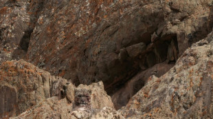 Nepal alberga casi 400 escurridizos leopardos de las nieves, según un estudio nacional