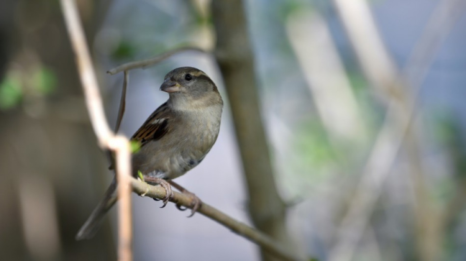 Oiseaux des jardins: un d&eacute;clin qui se confirme en France, selon la LPO