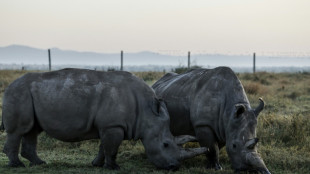 Seules au monde : Najin et Fatu, derni&egrave;res repr&eacute;sentantes des rhinoc&eacute;ros blancs du Nord