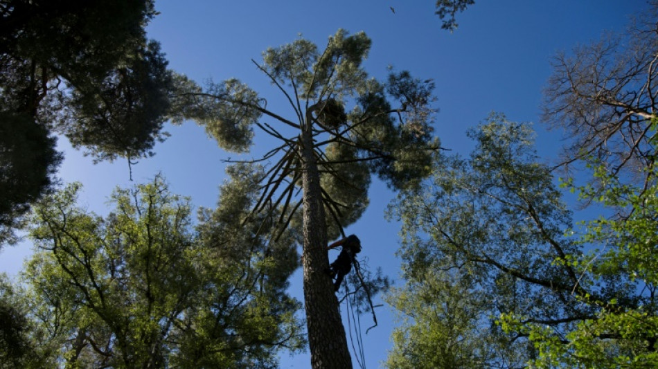 Les for&ecirc;ts fran&ccedil;aises, "laboratoires" pour des cr&eacute;dits carbone exigeants