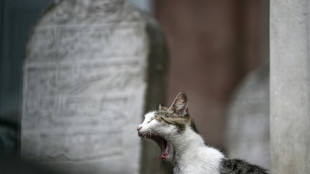 EU-Parlament will gegen Verstümmlung von Hunden und Katzen vorgehen