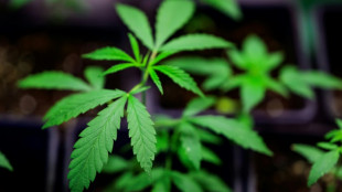 Ermittler entdecken Cannabisplantage mit 700 Pflanzen in Nordrhein-Westfalen