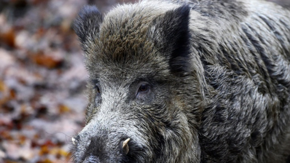 Verletztes Wildschwein attackiert Anwohner in rheinland-pfälzischem Unkel
