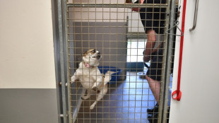 M&aacute;s mascotas abandonadas en el Reino Unido por la carest&iacute;a de la vida