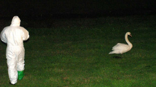 Influenza aviaria, laghi e cigni segnali di rischio per l'Europa