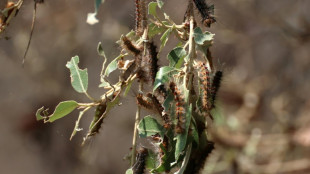En Corse, "l'enfer" des chenilles du bombyx disparate, d&eacute;voreuses de 20.000 hectares de for&ecirc;ts