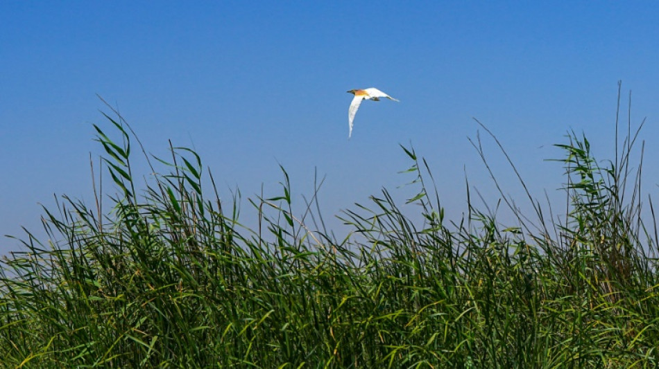 Deutscher Umweltpreis 2024 f&uuml;r Moorforscherin und Ingenieur