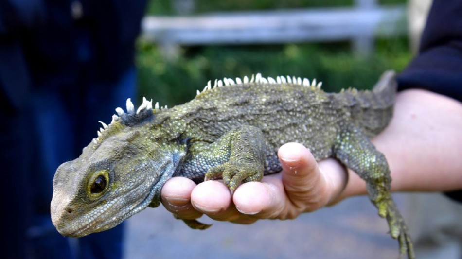 Oldest known lizard ancestor discovered in England