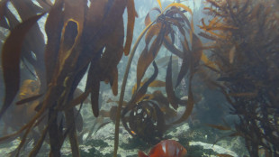 Bioplastiche ottenute dalle alghe per habitat extraterrestri