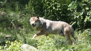 France : Le loup r&eacute;appara&icirc;t dans le Finist&egrave;re apr&egrave;s plus d'un si&egrave;cle d'absence