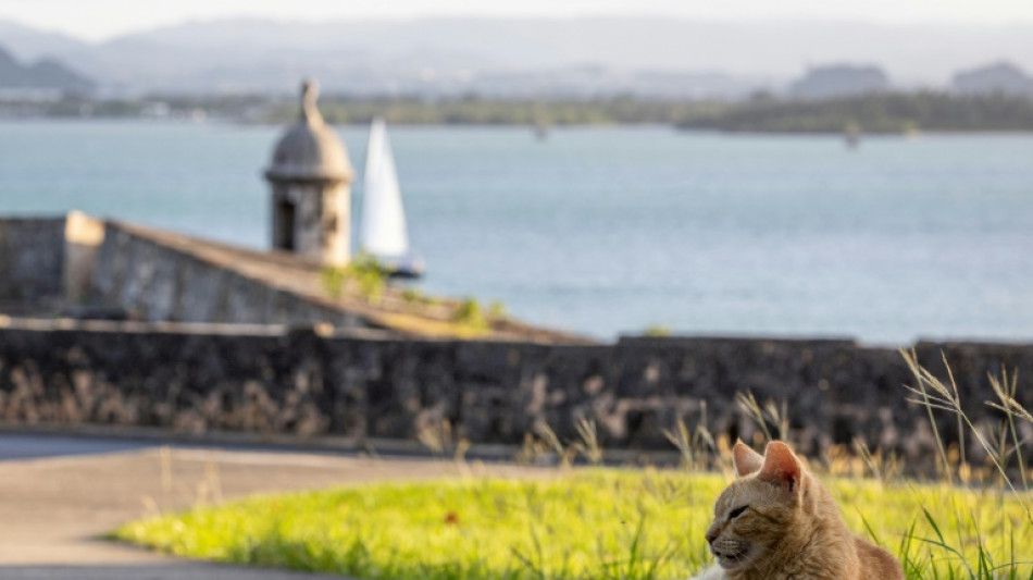 Activistas sacan las u&ntilde;as contra la retirada de gatos callejeros en Puerto Rico