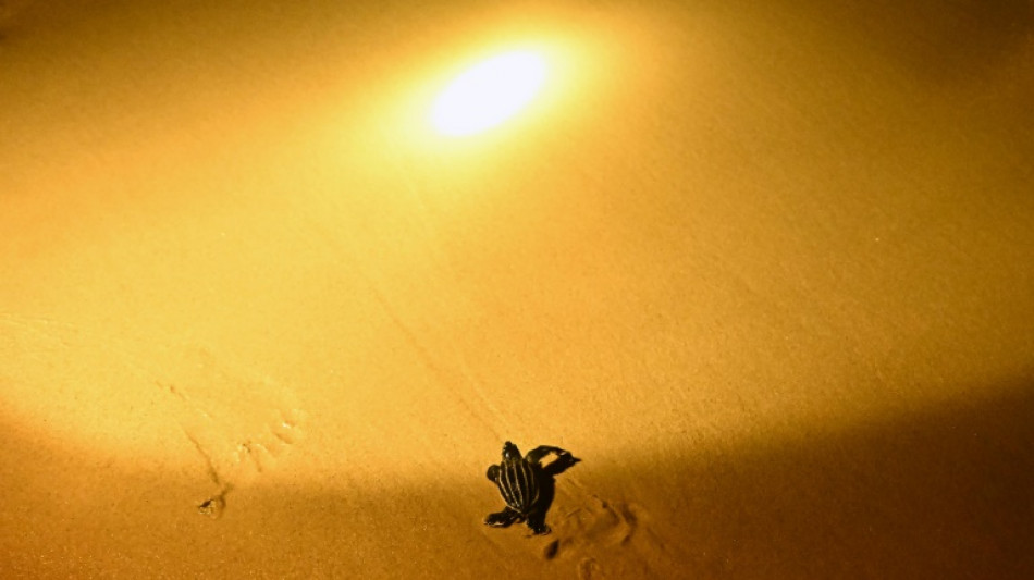 Biodiversit&eacute;: en Tha&iuml;lande, un r&eacute;alisateur en herbe filme les menaces sur les tortues luth