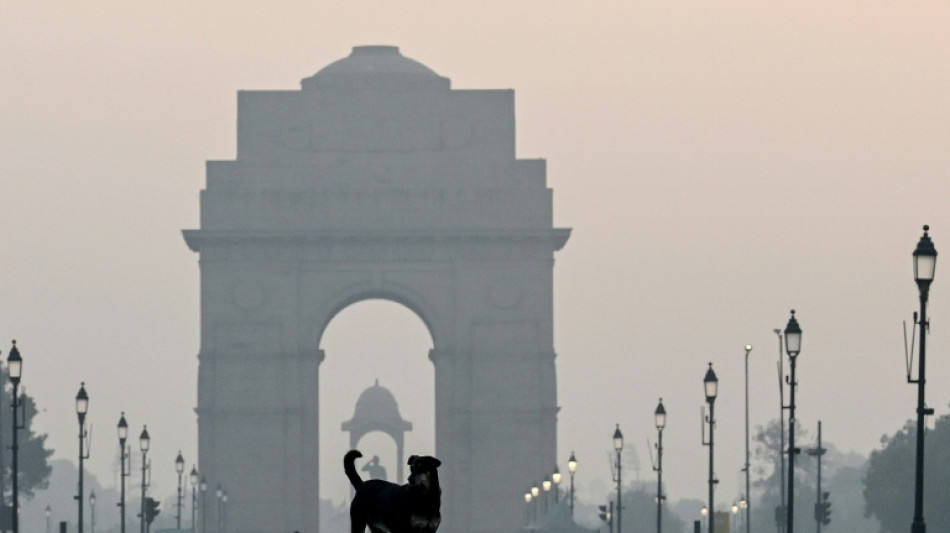 Indian top court orders roundup of stray dogs in Delhi