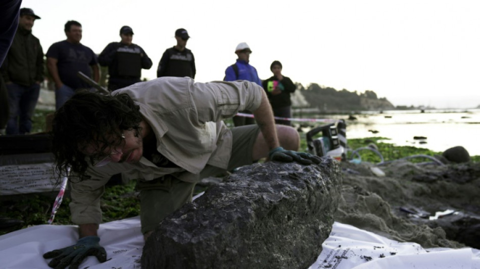 Hallan un tesoro en Chile: f&oacute;siles de un reptil marino de 70 millones de a&ntilde;os
