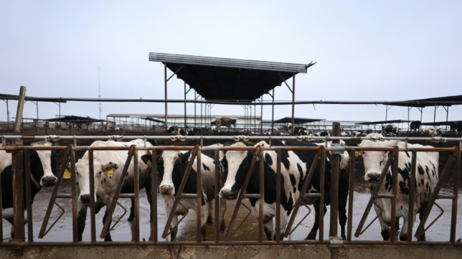 Etats-Unis: une nouvelle souche du virus de la grippe aviaire d&eacute;tect&eacute;e chez des bovins