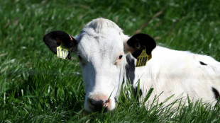 Painting stripes on cows to lizards' pizza pick: Ig Nobel winners