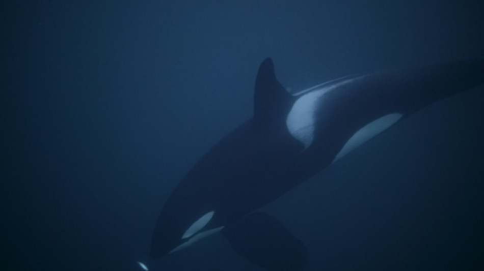 M&eacute;nopause: quand celle des c&eacute;tac&eacute;s pourrait aider &agrave; expliquer celle des femmes