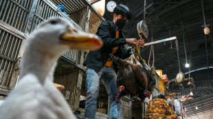 Grippe aviaire au Cambodge: pas de transmission entre &ecirc;tres humains 