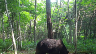 Japan deploys troops after wave of deadly bear attacks