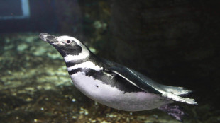 I pinguini di Magellano usano le correnti per riposarsi in mare