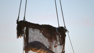 Ailing beluga put down in last-ditch French rescue bid