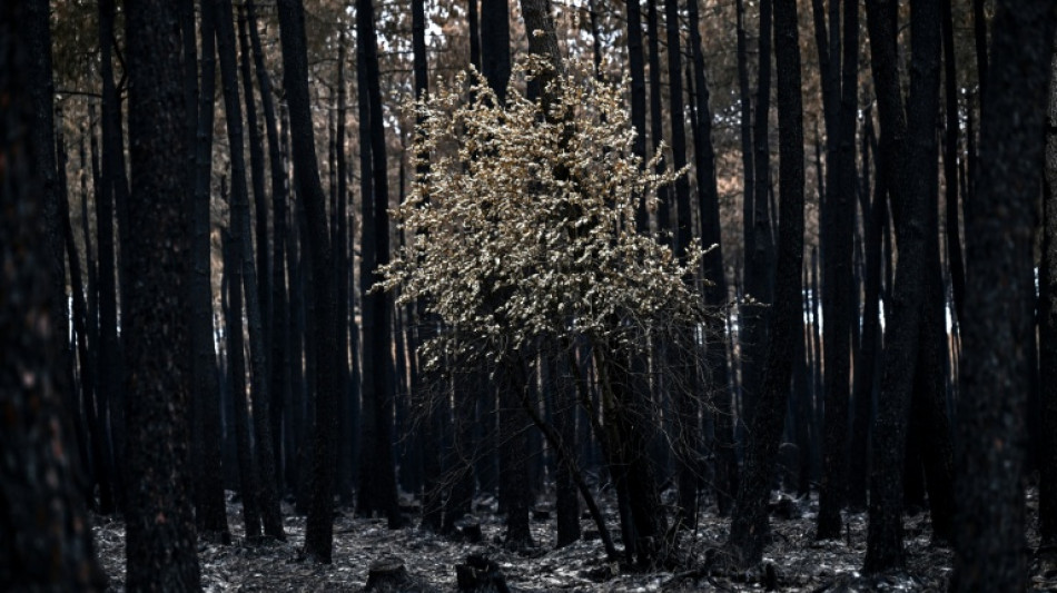 Economic losses from natural disasters fall to $100 bn in first half of 2026: Swiss Re