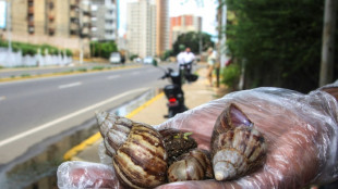 L'ouest du Venezuela envahi par des escargots g&eacute;ants, plaie des r&eacute;coltes