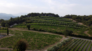 Face au r&eacute;chauffement, le retour des arbres &agrave; la rescousse de la vigne
