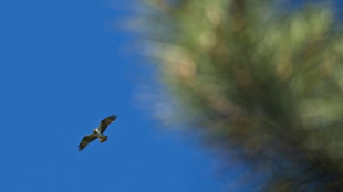 Des mesures pour emp&ecirc;cher la disparition du balbuzard-p&ecirc;cheur en Corse
