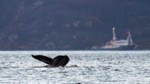 Il y a 20.000 ans, des outils en os de c&eacute;tac&eacute;s autour du golfe de Gascogne
