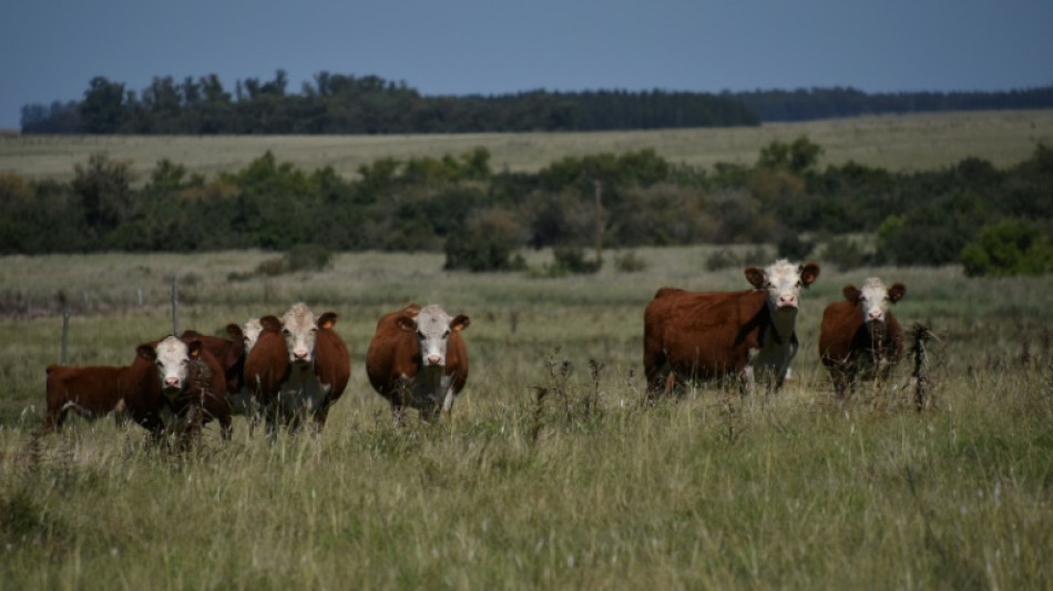 Sheinbaum critica intención de EEUU de restringir ingreso de ganado mexicano