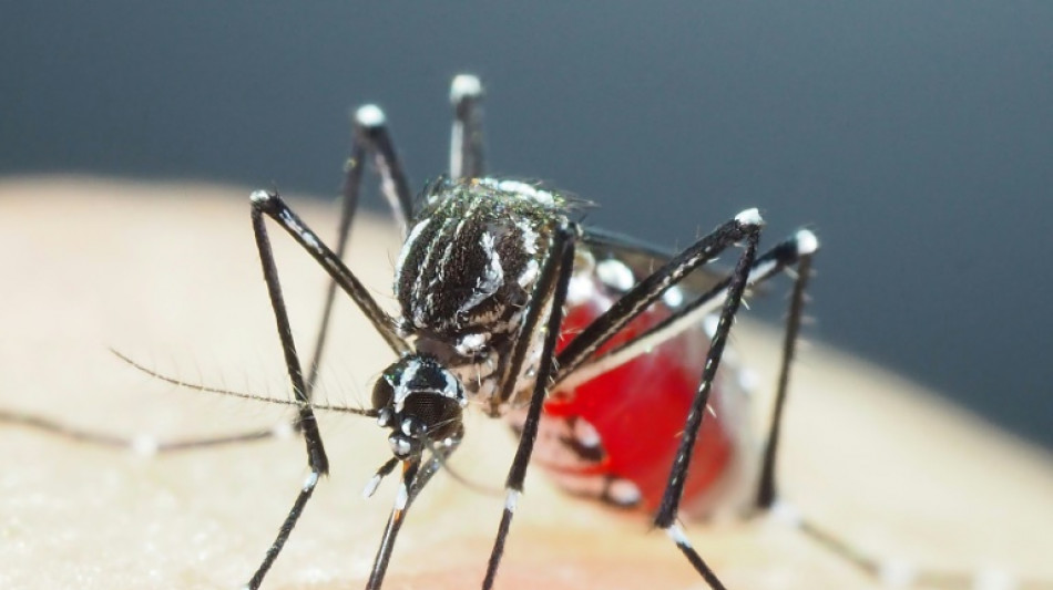 Cient&iacute;ficos identifican en Asia mosquitos superresistentes a los insecticidas