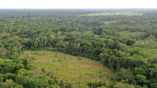 Colombie: hausse de la d&eacute;forestation, les gu&eacute;rillas point&eacute;es du doigt