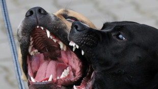 Gericht: Hundebesitzerin darf Pit-Bull-Mischling nicht halten