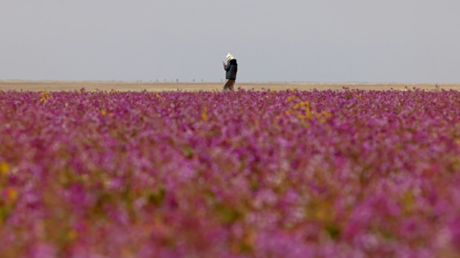El extraordinario espect&aacute;culo de un desierto lleno de flores moradas en Arabia Saudita