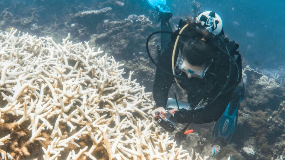 Blanqueo récord de corales en la costa occidental de Australia, según una ONG