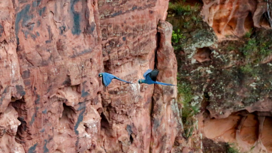 Un perroquet bleu freine l'installation d'&eacute;oliennes au Br&eacute;sil