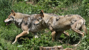 Le nombre de loups en France estim&eacute; &agrave; 1.003 en 2023, en baisse de 9% 