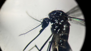 Chikungunya in China: What you need to know