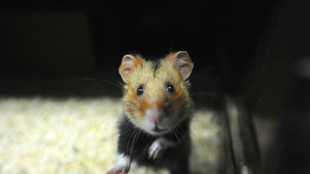 Rettungseinsatz der Münchner Feuerwehr: Hamster steckt mit Po in Häuschen fest