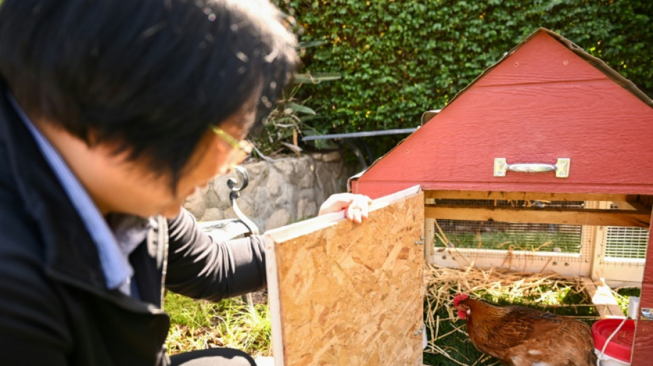 Aluguel de galinhas est&aacute; se tornando mais popular nos EUA devido ao aumento dos pre&ccedil;os dos ovos.