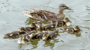 Einsatzkräfte retten in Baden-Württemberg sieben Entenküken aus Kanalschacht