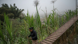 Ind&iacute;gena ti&ntilde;e de verde el desierto de Lima con una "selva escondida"